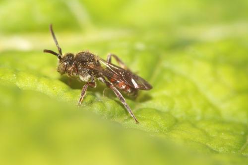 Réf. 316 709 : Nomada tridentirostris